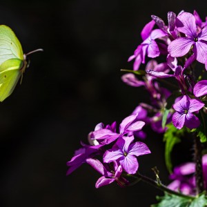 PAPALLONA LLIMONERA-5069_DSC5069